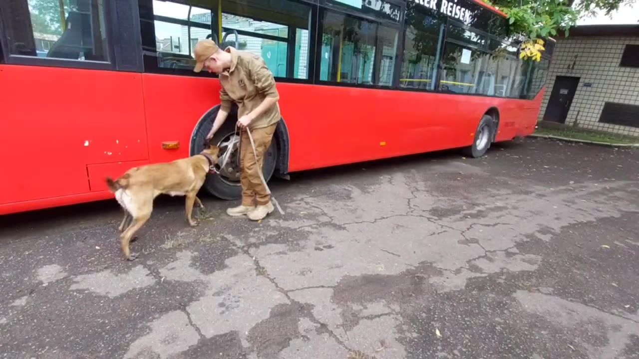 Поисковая работа малинуа у транспортного объекта
